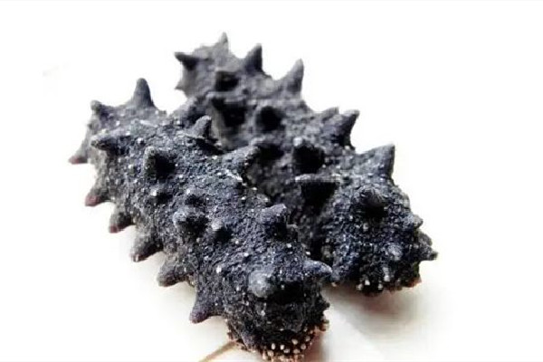 干海參保質(zhì)期幾年 干海參放了10多年了還能吃嗎 干海參保質(zhì)期幾年 干海參放了10多年了還能吃嗎