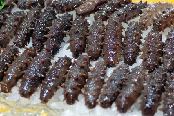 海參要去掉哪些內(nèi)臟 海參怎么處理干凈 海參要去掉哪些內(nèi)臟 海參怎么處理干凈