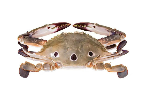 三眼蟹多少錢一斤 三眼蟹為什么比梭子蟹便宜 三眼蟹多少錢一斤 三眼蟹為什么比梭子蟹便宜