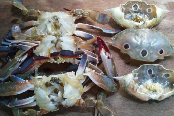 三眼蟹什么季節(jié)吃最好 三眼蟹是公的好吃還是母的好吃 三眼蟹什么季節(jié)吃最好 三眼蟹是公的好吃還是母的好吃