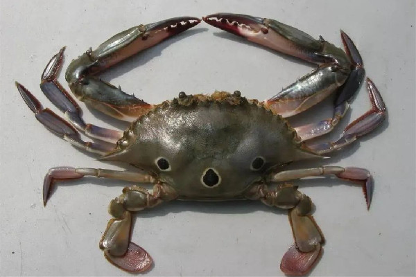 三眼蟹多少錢一斤 三眼蟹為什么比梭子蟹便宜 三眼蟹多少錢一斤 三眼蟹為什么比梭子蟹便宜