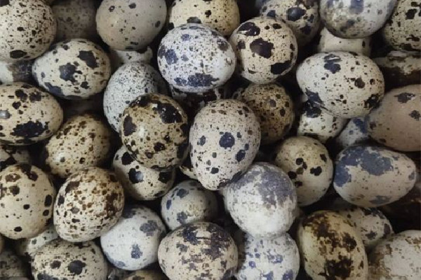 鵪鶉蛋和雞蛋哪個(gè)價(jià)值高 鵪鶉蛋和雞蛋能一起吃嗎 鵪鶉蛋和雞蛋哪個(gè)價(jià)值高 鵪鶉蛋和雞蛋能一起吃嗎