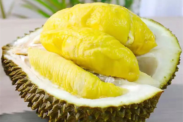 金枕榴蓮的口感和特點 金枕榴蓮的出肉率大概是多少 金枕榴蓮的口感和特點 金枕榴蓮的出肉率大概是多少