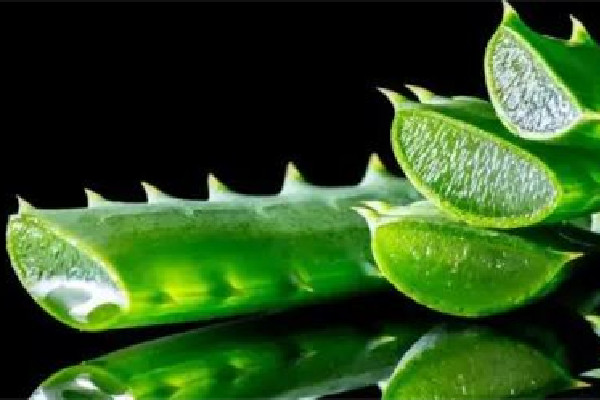 新鮮蘆薈擦臉的正確方法 新鮮蘆薈擦臉幾天一次最好 新鮮蘆薈擦臉的正確方法 新鮮蘆薈擦臉幾天一次最好