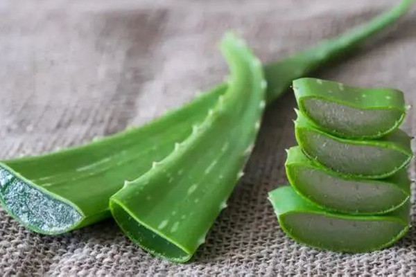 新鮮蘆薈擦臉多久洗掉 新鮮蘆薈擦臉不洗可以嗎 新鮮蘆薈擦臉多久洗掉 新鮮蘆薈擦臉不洗可以嗎