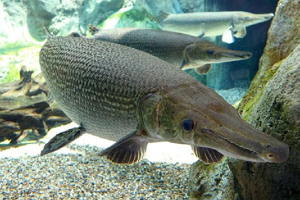 武漢一人工湖中鱷雀鱔被釣起 鱷雀鱔的危害有哪些 武漢一人工湖中鱷雀鱔被釣起 鱷雀鱔的危害有哪些