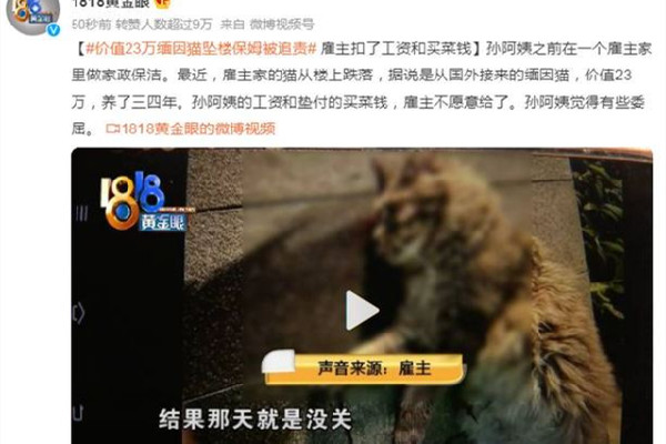 緬因貓墜樓追責保姆？雇主回應(yīng) 緬因貓多少錢一只