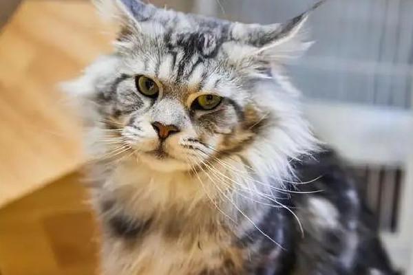 緬因貓墜樓追責(zé)保姆？雇主回應(yīng) 緬因貓多少錢一只