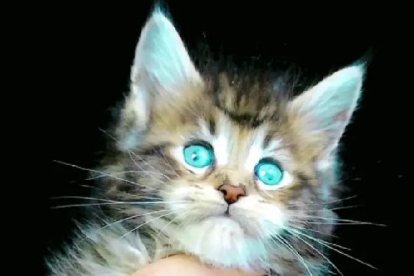 緬因貓墜樓追責(zé)保姆？雇主回應(yīng) 緬因貓多少錢一只