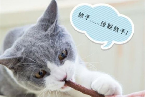 貓條要一次性吃完嗎 貓條要怎么喂 貓條要一次性吃完嗎 貓條要怎么喂