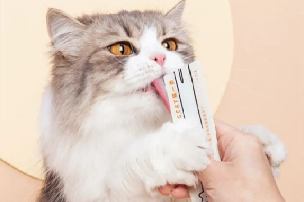 貓條是零食還是主食 貓條吃多了會(huì)怎樣 貓條是零食還是主食 貓條吃多了會(huì)怎樣