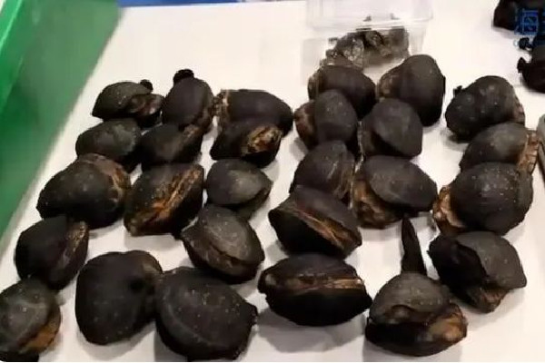 托運(yùn)行李內(nèi)藏199只活龜7條活蛇 托運(yùn)可以帶活物嗎 托運(yùn)行李內(nèi)藏199只活龜7條活蛇 托運(yùn)可以帶活物嗎