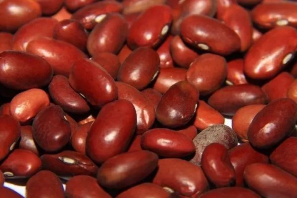 紅豆發(fā)豆芽可以吃嗎 紅豆發(fā)芽要多長(zhǎng)時(shí)間 紅豆發(fā)豆芽可以吃嗎 紅豆發(fā)芽要多長(zhǎng)時(shí)間