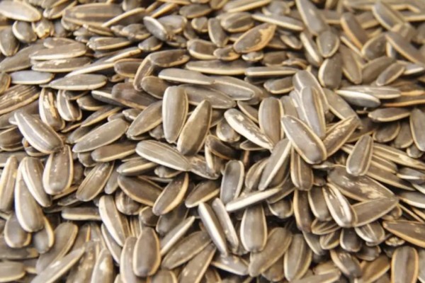 葵瓜子吃多了上火嗎 葵瓜子會導(dǎo)致過敏嗎