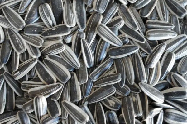 葵瓜子和南瓜子哪個(gè)更容易發(fā)胖 葵瓜子一天吃多少合適 葵瓜子和南瓜子哪個(gè)更容易發(fā)胖 葵瓜子一天吃多少合適