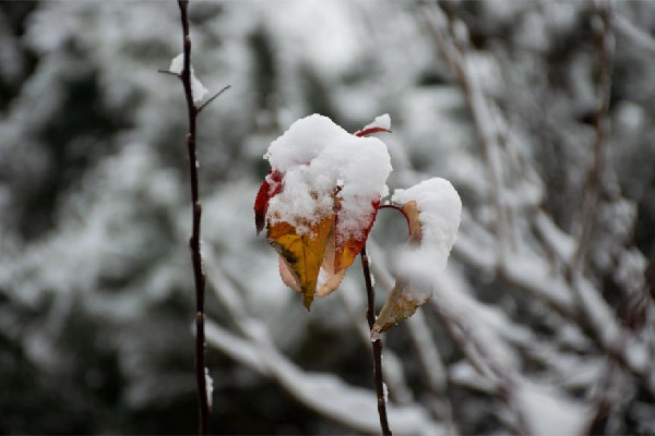 今冬初雪時間表出爐 初雪有什么特別的含義嗎 今冬初雪時間表出爐 初雪有什么特別的含義嗎