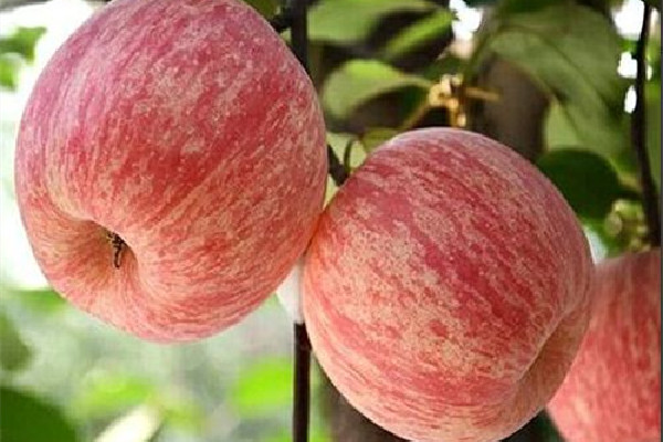 蘋果吃多了胃不舒服怎么辦 蘋果一天吃幾個(gè)最好 蘋果吃多了胃不舒服怎么辦 蘋果一天吃幾個(gè)最好