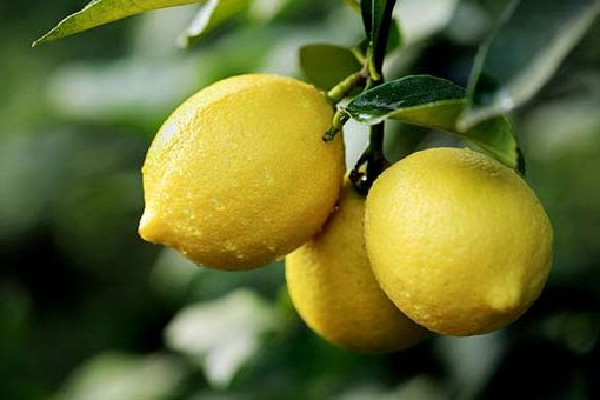 檸檬加鹽的作用 檸檬加鹽加糖是電解質(zhì)水嗎 檸檬加鹽的作用 檸檬加鹽加糖是電解質(zhì)水嗎