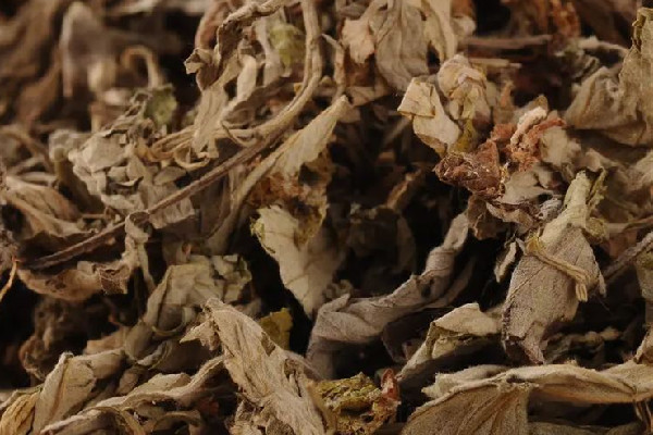 艾草適合天天熏嗎 艾草熏多了會怎樣 艾草適合天天熏嗎 艾草熏多了會怎樣