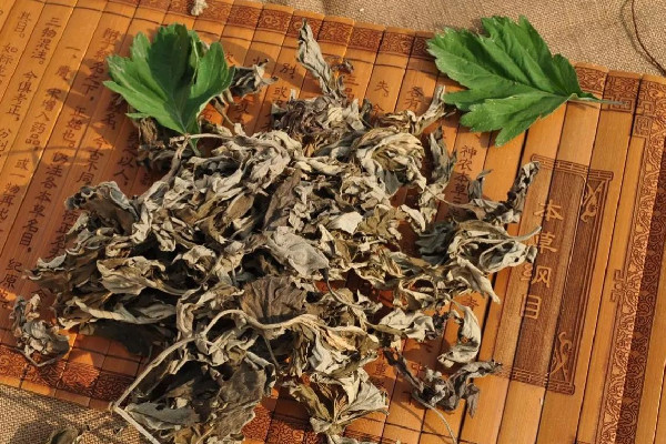 艾草放多久效果好 艾草放了幾年還能用嗎 艾草放多久效果好 艾草放了幾年還能用嗎