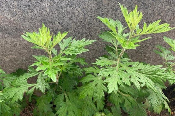 艾草放多久效果好 艾草放了幾年還能用嗎 艾草放多久效果好 艾草放了幾年還能用嗎