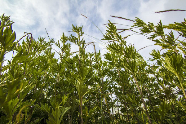 艾草什么時(shí)候采摘最好 艾草泡水喝有什么功效和作用 艾草什么時(shí)候采摘最好 艾草泡水喝有什么功效和作用