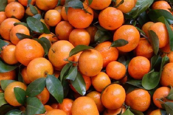 砂糖橘怎么保存不會腐爛 砂糖橘冰箱還是常溫保存 砂糖橘怎么保存不會腐爛 砂糖橘冰箱還是常溫保存