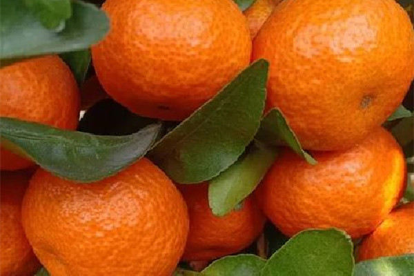 砂糖橘怎么保存不會腐爛 砂糖橘冰箱還是常溫保存 砂糖橘怎么保存不會腐爛 砂糖橘冰箱還是常溫保存