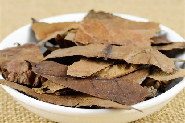 枇杷葉放時間長會壞嗎 枇杷葉的保質(zhì)期有多久 枇杷葉放時間長會壞嗎 枇杷葉的保質(zhì)期有多久