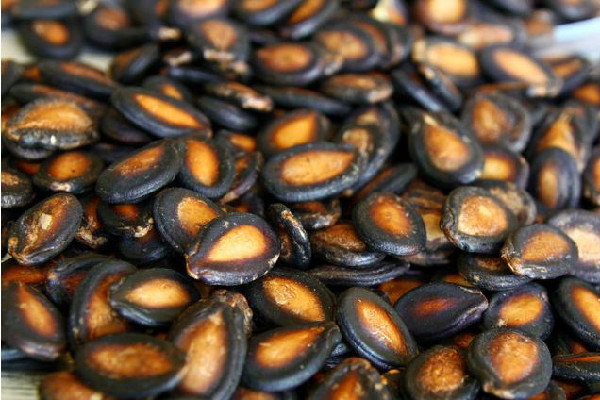 西瓜子有什么作用 西瓜子對(duì)頭發(fā)有好處嗎 西瓜子有什么作用 西瓜子對(duì)頭發(fā)有好處嗎