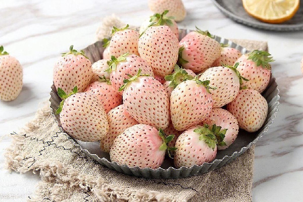 白草莓是轉基因水果嗎 白草莓產(chǎn)量怎么樣 白草莓是轉基因水果嗎 白草莓產(chǎn)量怎么樣