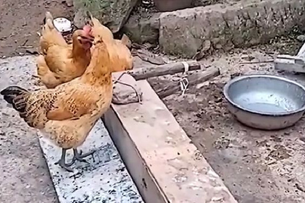 男子發(fā)明喂雞神器網(wǎng)友:費(fèi)雞頭 喂雞什么時(shí)候喂最好 男子發(fā)明喂雞神器網(wǎng)友:費(fèi)雞頭 喂雞什么時(shí)候喂最好