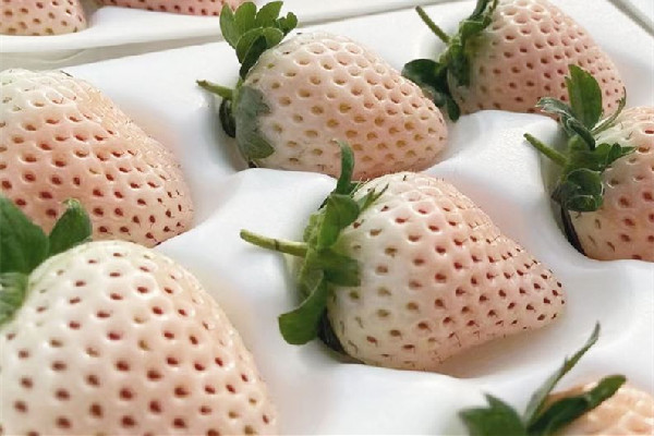 白草莓是轉基因水果嗎 白草莓產(chǎn)量怎么樣 白草莓是轉基因水果嗎 白草莓產(chǎn)量怎么樣