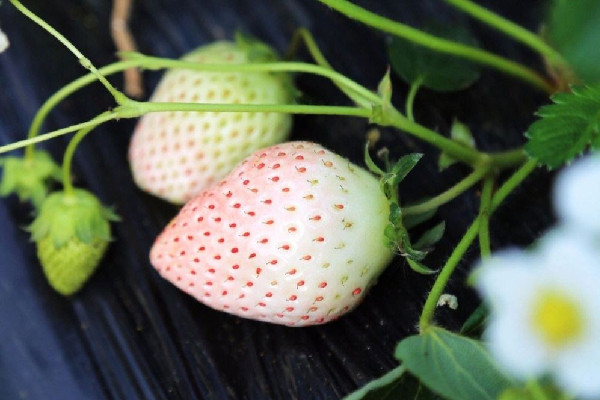 白草莓是轉基因水果嗎 白草莓產(chǎn)量怎么樣 白草莓是轉基因水果嗎 白草莓產(chǎn)量怎么樣