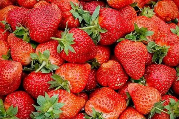 草莓怎么保存時間長一些 草莓放冰箱還是常溫保存 草莓怎么保存時間長一些 草莓放冰箱還是常溫保存