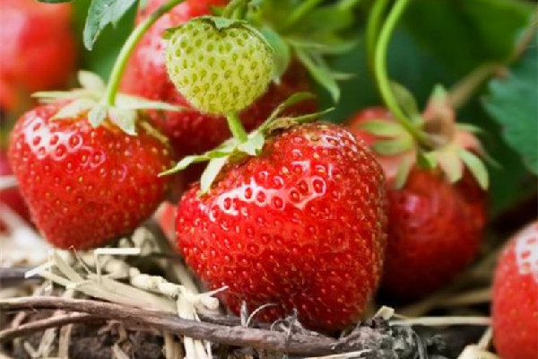 草莓有酒味是什么原因 草莓有酒味還能吃嗎 草莓有酒味是什么原因 草莓有酒味還能吃嗎