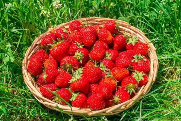 草莓怎么保存時間長一些 草莓放冰箱還是常溫保存 草莓怎么保存時間長一些 草莓放冰箱還是常溫保存