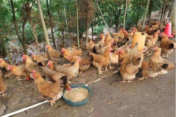 男子發(fā)明喂雞神器網(wǎng)友:費(fèi)雞頭 喂雞什么時(shí)候喂最好 男子發(fā)明喂雞神器網(wǎng)友:費(fèi)雞頭 喂雞什么時(shí)候喂最好