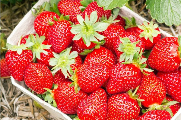 草莓有酒味是什么原因 草莓有酒味還能吃嗎 草莓有酒味是什么原因 草莓有酒味還能吃嗎