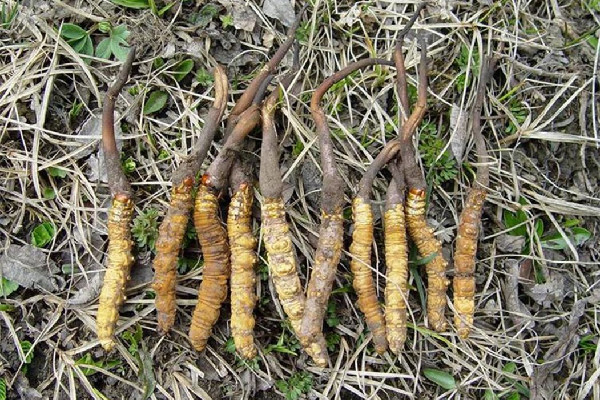 冬蟲夏草是植物還是蟲 冬蟲夏草是補品嗎