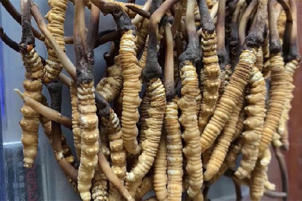 冬蟲夏草可以泡酒嗎 冬蟲夏草泡酒有什么作用和功效 冬蟲夏草可以泡酒嗎 冬蟲夏草泡酒有什么作用和功效