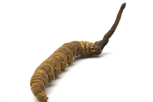 冬蟲夏草的價(jià)位大概是多少 冬蟲夏草哪個(gè)品牌質(zhì)量好 冬蟲夏草的價(jià)位大概是多少 冬蟲夏草哪個(gè)品牌質(zhì)量好