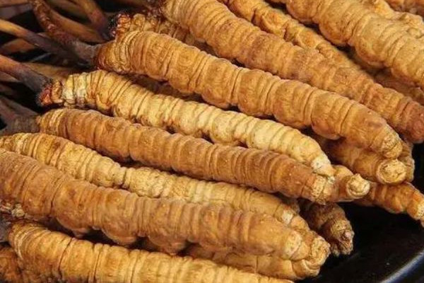 冬蟲(chóng)夏草泡酒一般一斤多少根 冬蟲(chóng)夏草泡酒加什么藥材好 冬蟲(chóng)夏草泡酒一般一斤多少根 冬蟲(chóng)夏草泡酒加什么藥材好