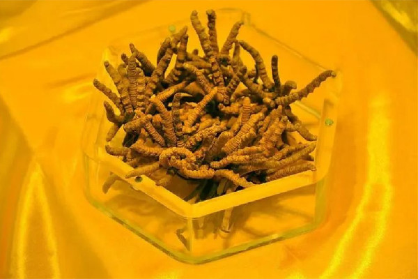 冬蟲(chóng)夏草可以放多久 冬蟲(chóng)夏草會(huì)發(fā)霉嗎 冬蟲(chóng)夏草可以放多久 冬蟲(chóng)夏草會(huì)發(fā)霉嗎