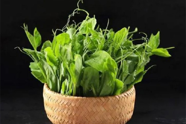 老人多次偷豌豆尖被抓現(xiàn)行躺地撒潑 豌豆尖是什么菜 老人多次偷豌豆尖被抓現(xiàn)行躺地撒潑 豌豆尖是什么菜