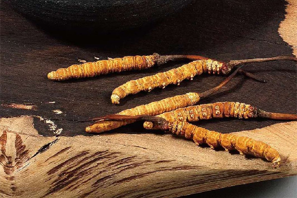 冬蟲(chóng)夏草泡酒一般一斤多少根 冬蟲(chóng)夏草泡酒加什么藥材好 冬蟲(chóng)夏草泡酒一般一斤多少根 冬蟲(chóng)夏草泡酒加什么藥材好