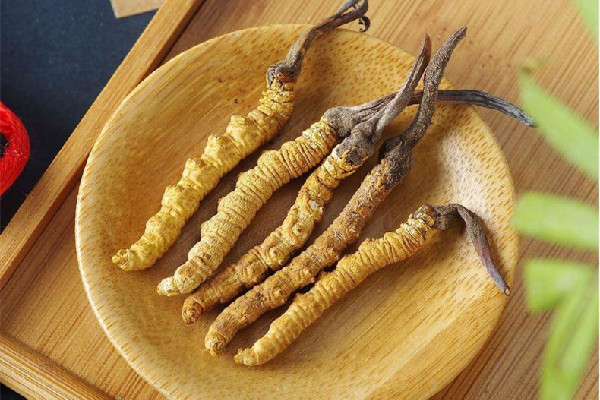 冬蟲夏草是植物還是蟲 冬蟲夏草是補品嗎