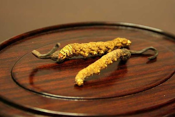 冬蟲(chóng)夏草泡酒一般一斤多少根 冬蟲(chóng)夏草泡酒加什么藥材好 冬蟲(chóng)夏草泡酒一般一斤多少根 冬蟲(chóng)夏草泡酒加什么藥材好