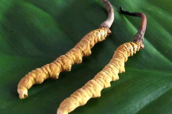 冬蟲夏草要燉多長(zhǎng)時(shí)間 冬蟲夏草燉什么最好 冬蟲夏草要燉多長(zhǎng)時(shí)間 冬蟲夏草燉什么最好