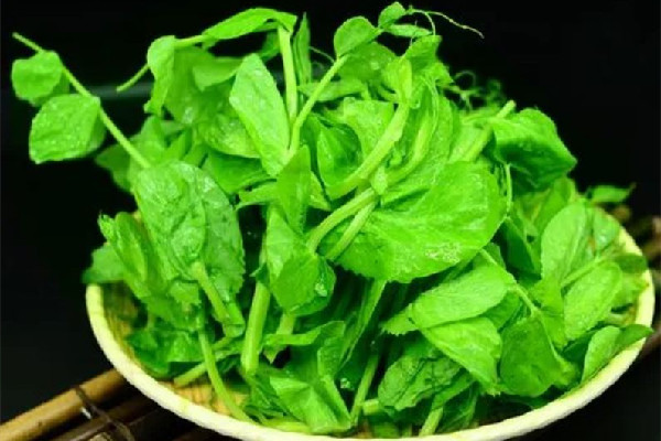 老人多次偷豌豆尖被抓現(xiàn)行躺地撒潑 豌豆尖是什么菜 老人多次偷豌豆尖被抓現(xiàn)行躺地撒潑 豌豆尖是什么菜